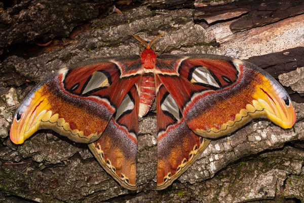 Atlas silkmoth moth with open wings sitting on tree trunk from behind