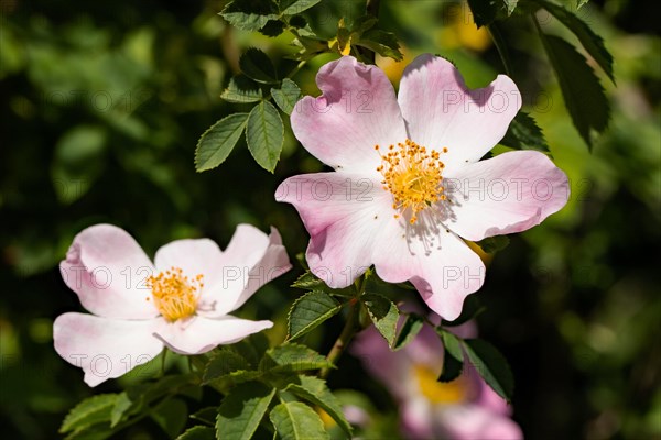 Hedge rose two pink flowers and green leaves