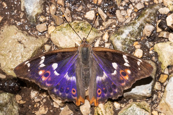 Small Schiller butterfly butterfly with open wings sitting on the ground from behind