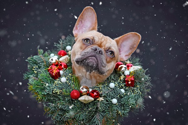 French Bulldog dog wearing Christmas wreath with star and ball tree baubles around neck looking up at falling snow on dark background