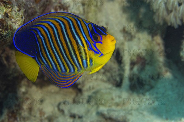 Royal angelfish