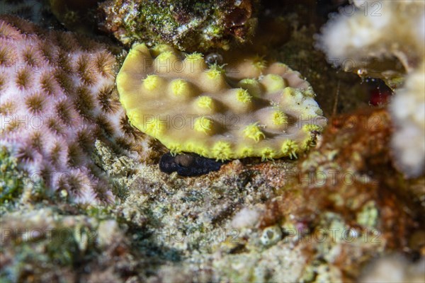 Yellow stone coral