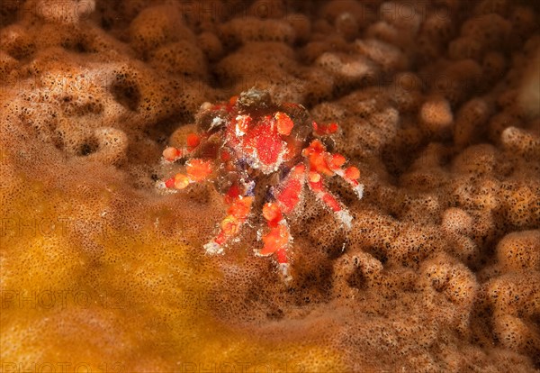 Mystrious tear crab