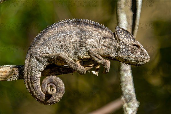 Parson's Giant Chameleon