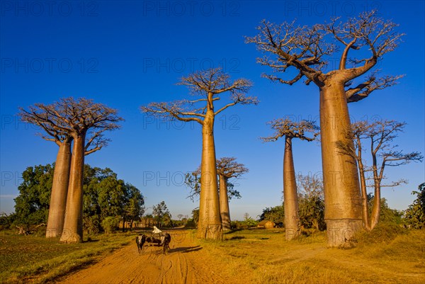 Ox cart at the Avenue de Baobabs near Morondavia