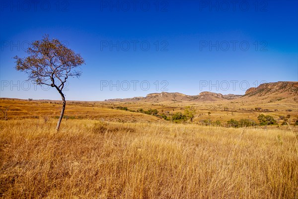 Savannah in the Isalo National Park