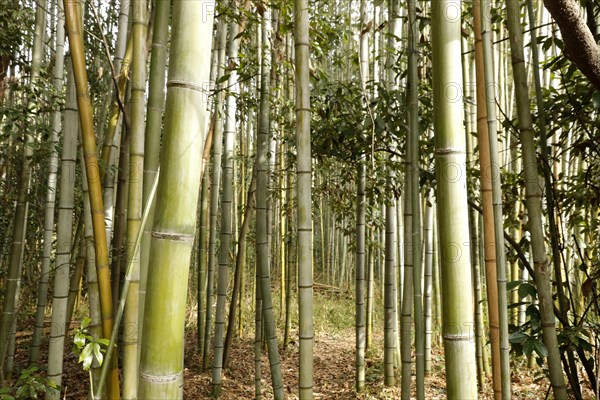 Bamboo trunks in the Arashiyama bamboo forest in Kyoto