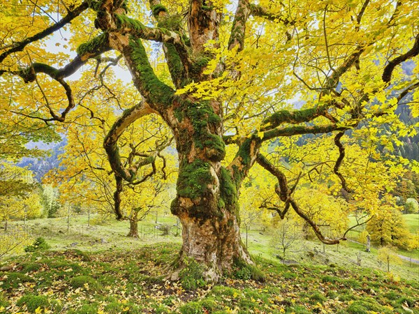 Old sycamore maple