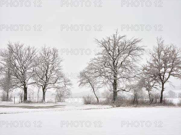 Winter landscape