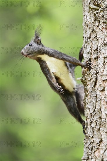 Eurasian red squirrel