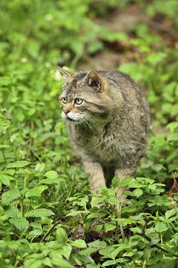 European wildcat