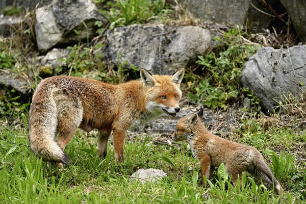 Red fox