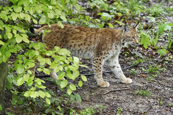 Eurasian lynx