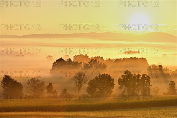 Meadows and trees in the early morning mist