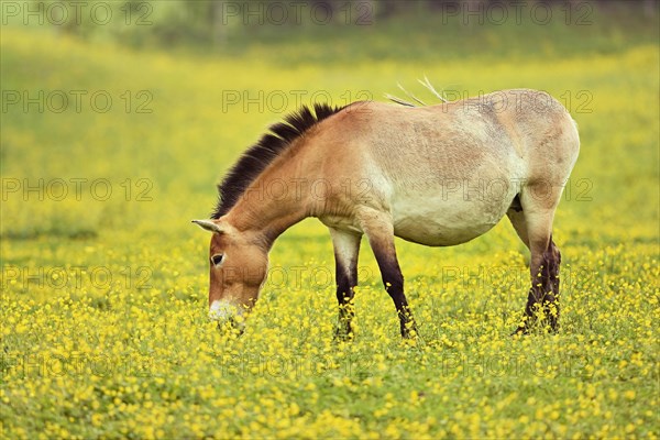 Przewalski's horse