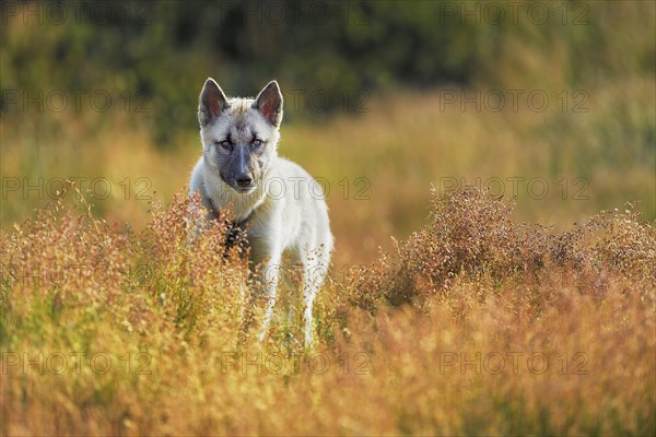 Adult Greenland Dog standing in a meadow