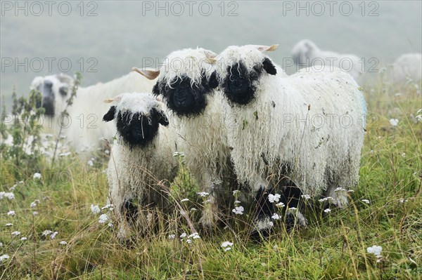 Valais black-nosed domestic sheep
