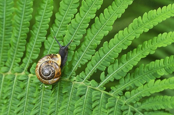 Grove snail