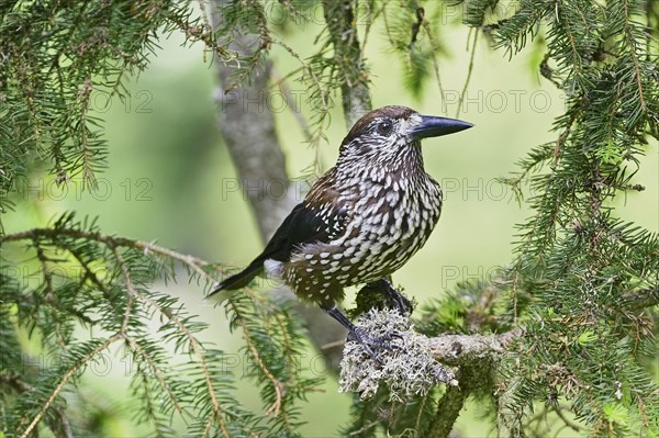 Spotted nutcracker