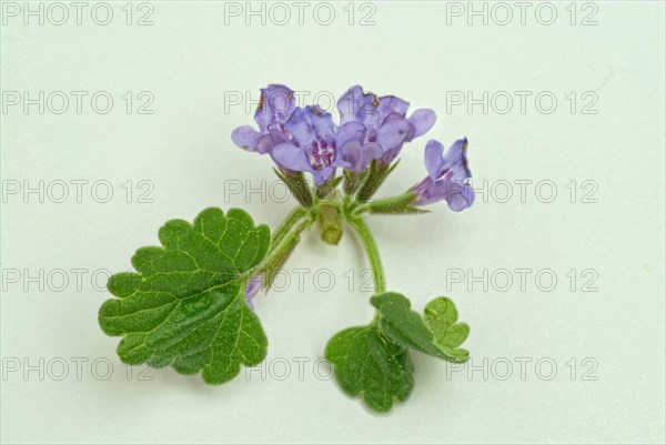 Medicinal plant Gundermann