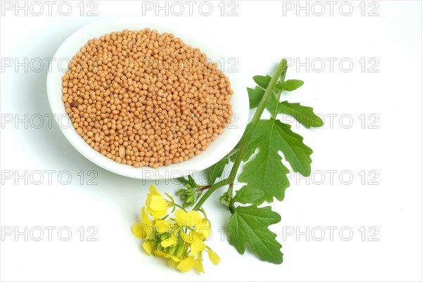 Medicinal plant White mustard