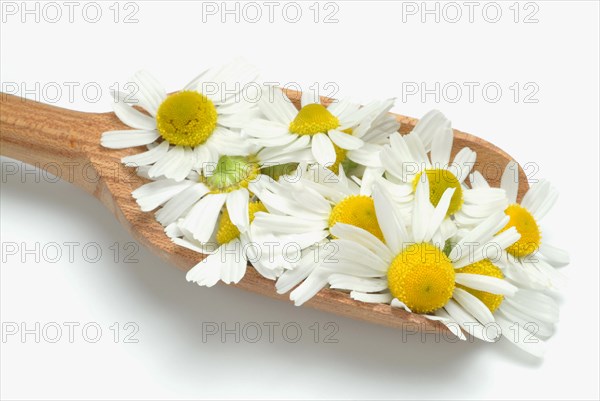 Medicinal plant Chamomile