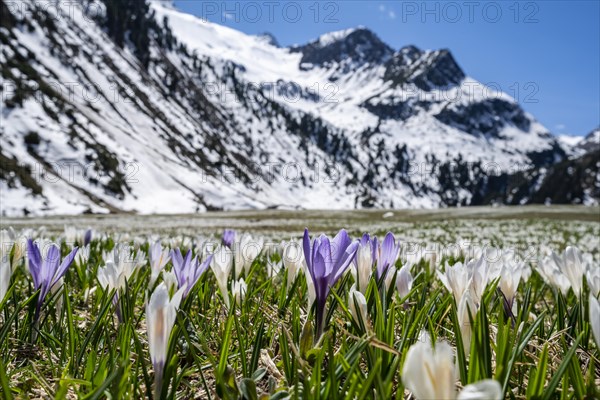 Meadow full of white and purple crocuses