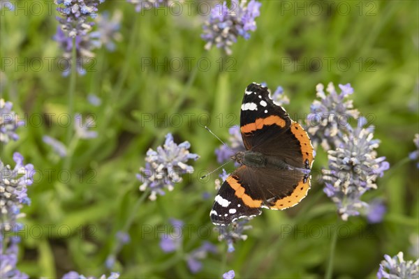 Red admiral