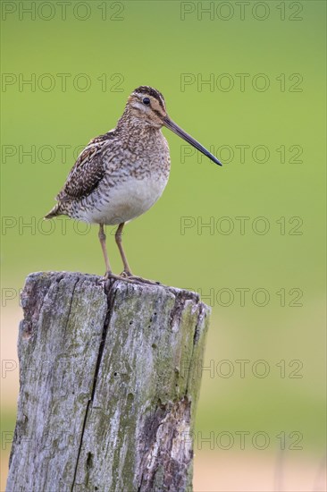 Common Snipe