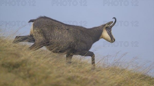 Chamois