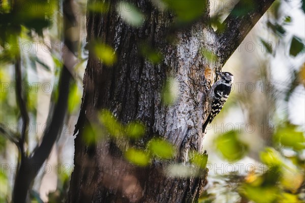 A lesser woodpecker bird