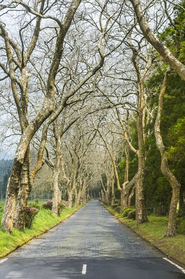 Nice tree alley along the Furnas lake