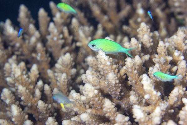 Green chromis