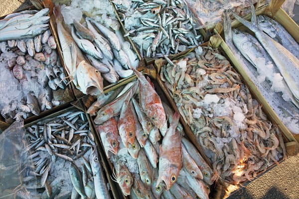 Boxes of fresh fish