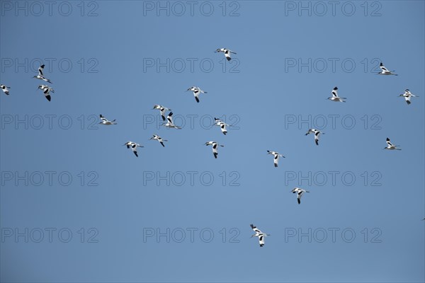 Avocet