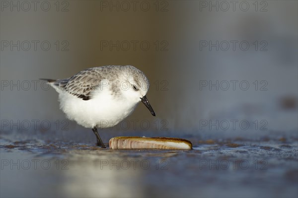 Sanderling