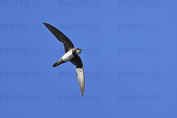 Alpine swift