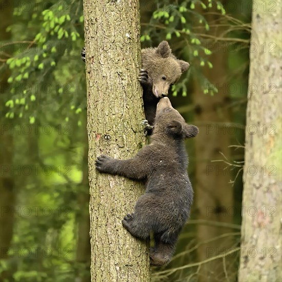 Two young European european brown bear