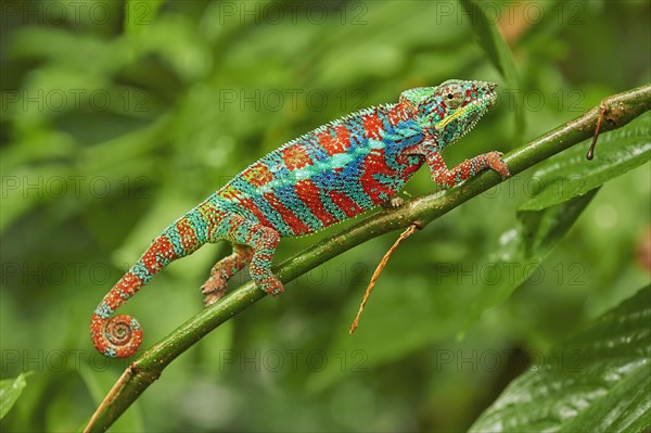 Panther chameleon