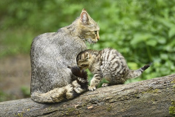 European wildcat