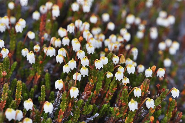 Flowering Arctic arctic bell-heather