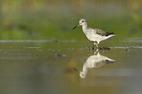 Common greenshank