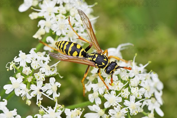 Field wasp