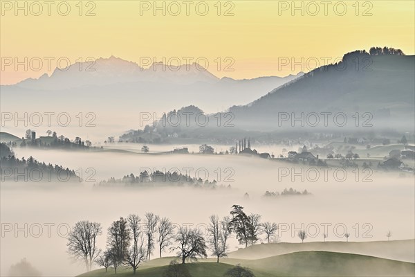 Meadows and trees in autumnal early morning mist