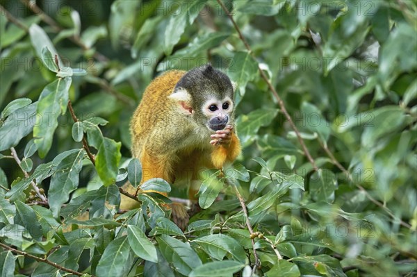 Black-capped squirrel monkey