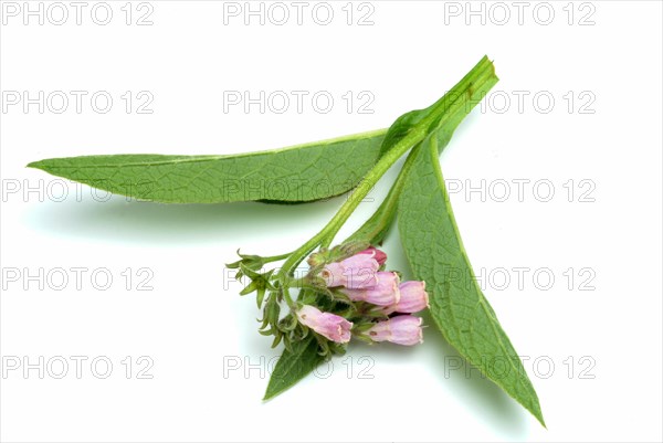 Medicinal plant common comfrey