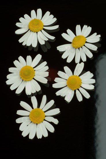 Medicinal plant Chamomile