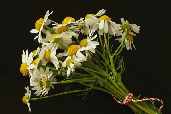 Medicinal plant Chamomile