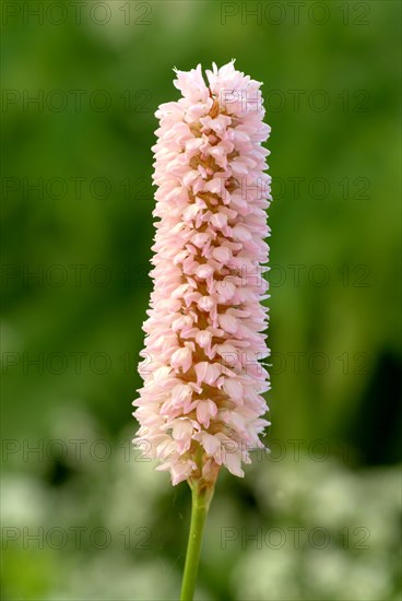 Medicinal plant Meadow knotweed