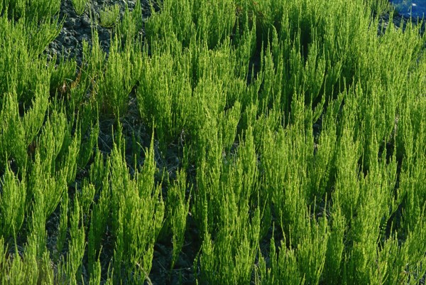 Field horsetail